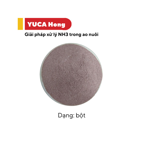 YUCA Hong - Ảnh 6