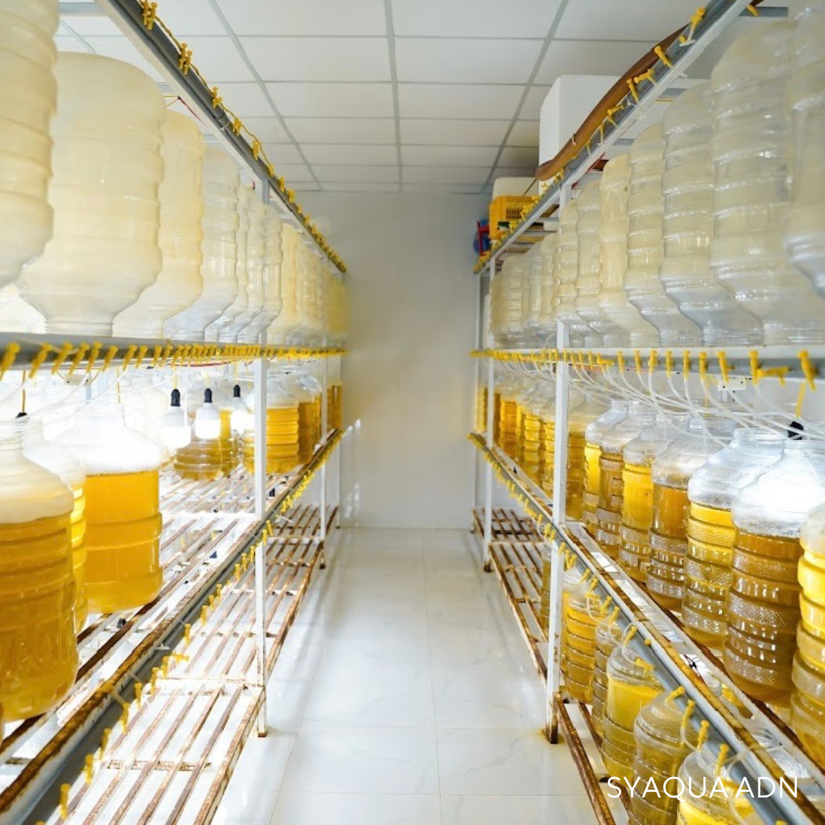 Giống tôm thẻ chân trắng - Ảnh 2