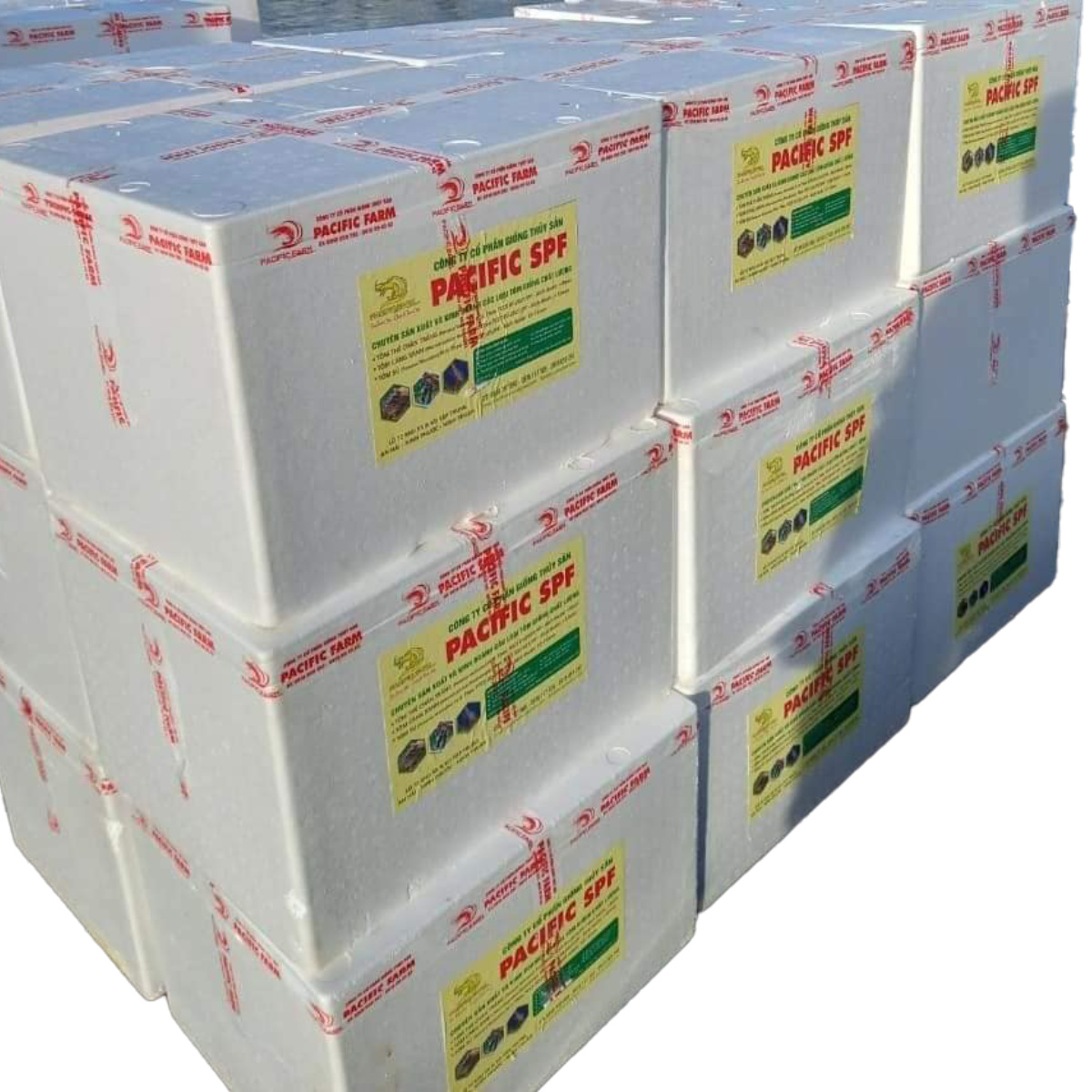 Giống tôm sú - Ảnh 3