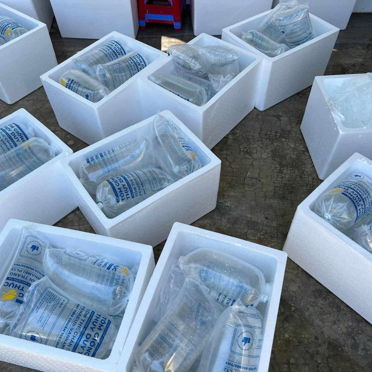 Giống tôm thẻ chân trắng - Ảnh 2