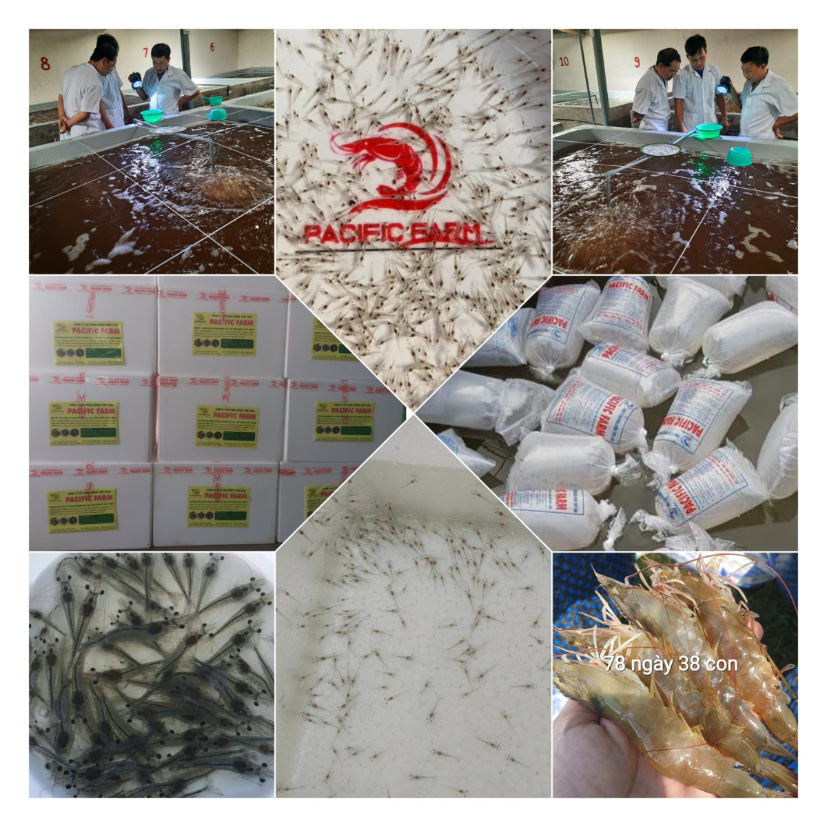 Giống tôm thẻ chân trắng - Ảnh 3