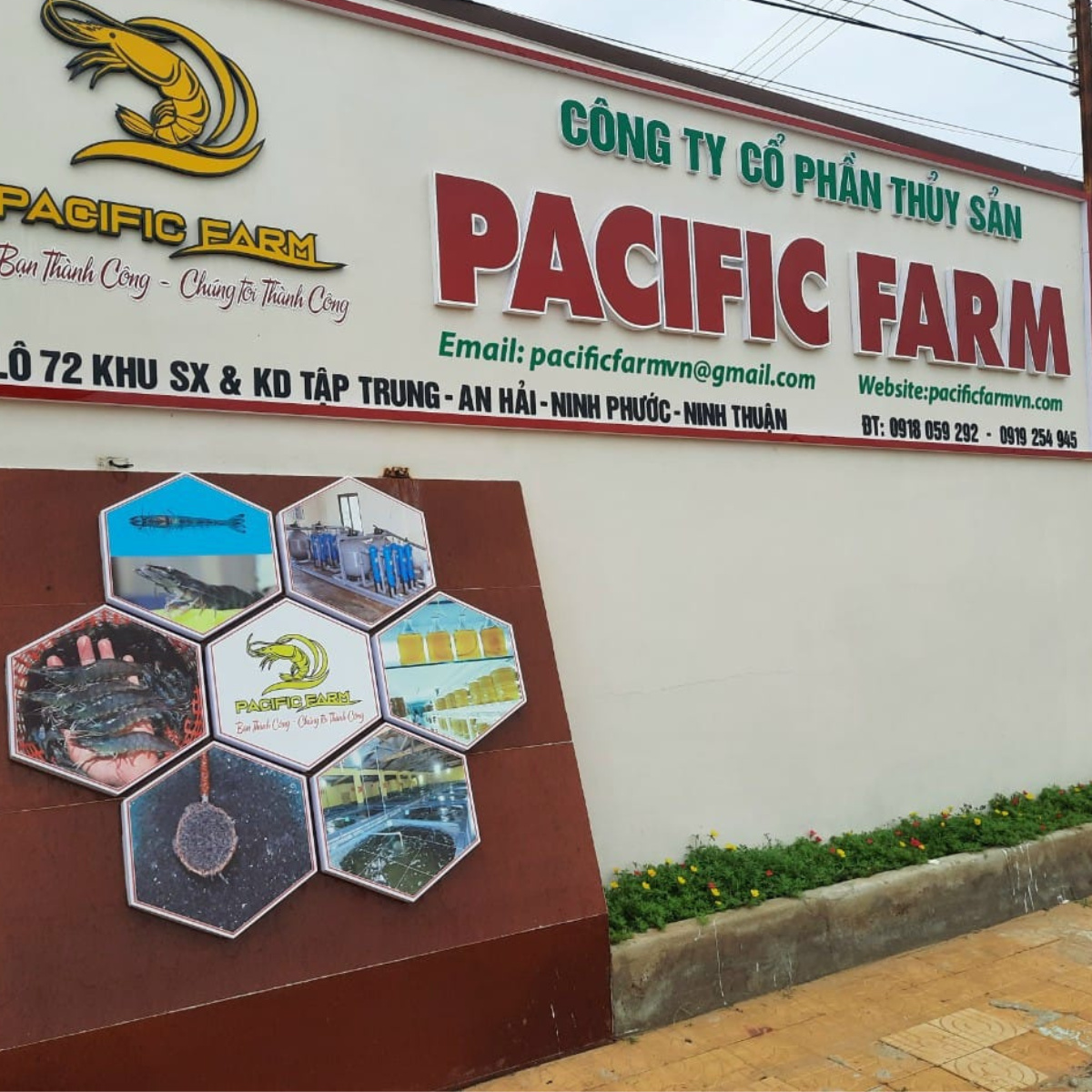 Giống tôm thẻ chân trắng - Ảnh 4