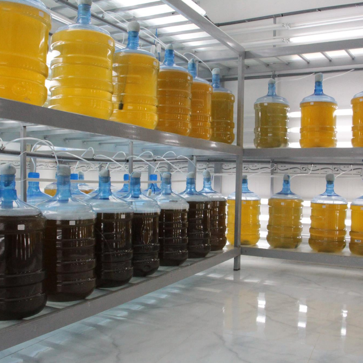 Giống tôm thẻ chân trắng - Ảnh 7