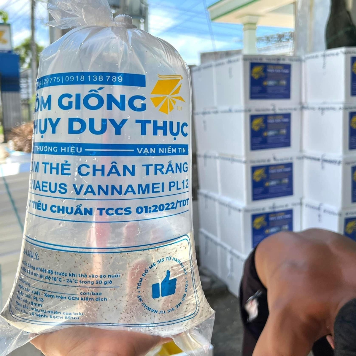 Giống tôm thẻ chân trắng - Ảnh 4