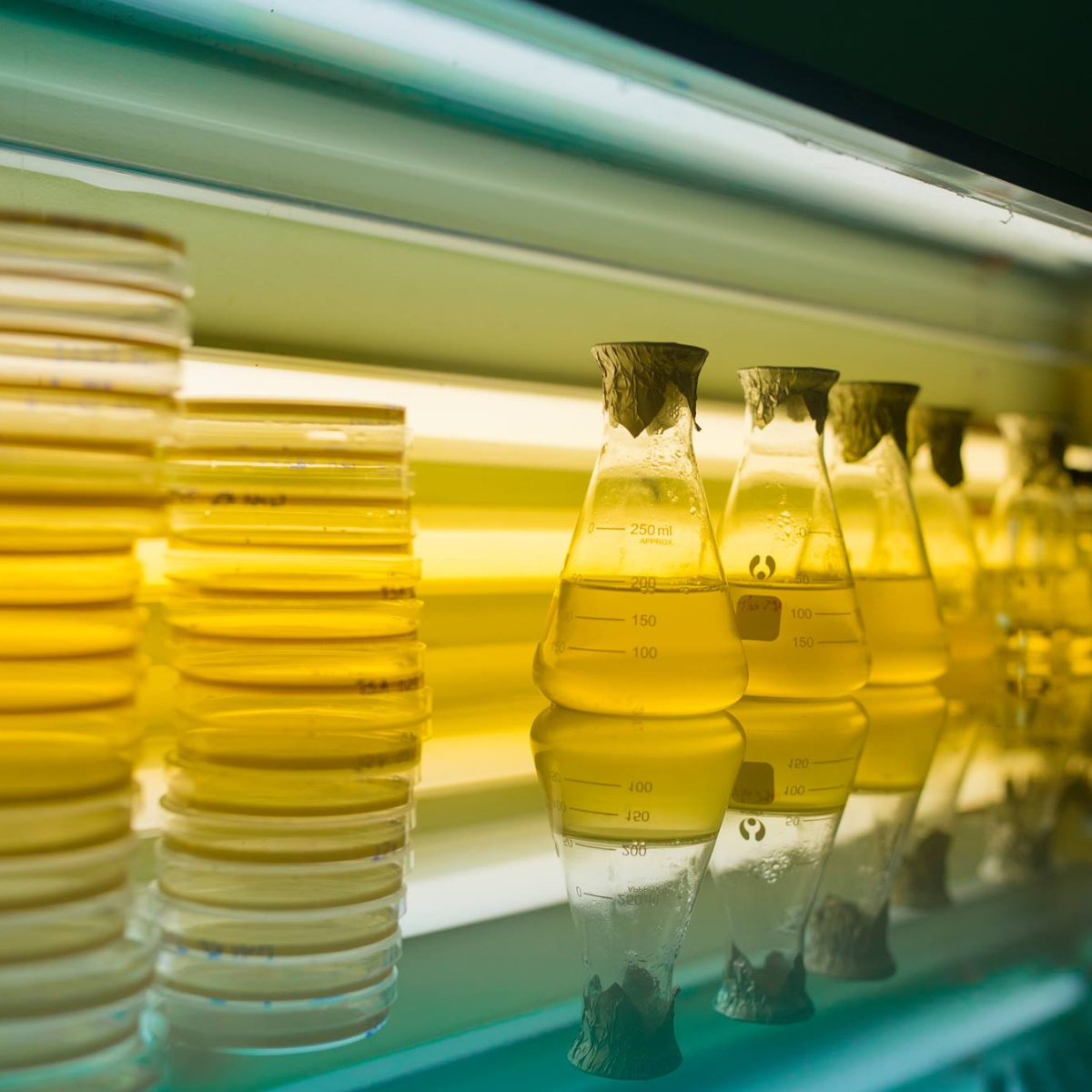 Giống tôm thẻ chân trắng - Ảnh 5