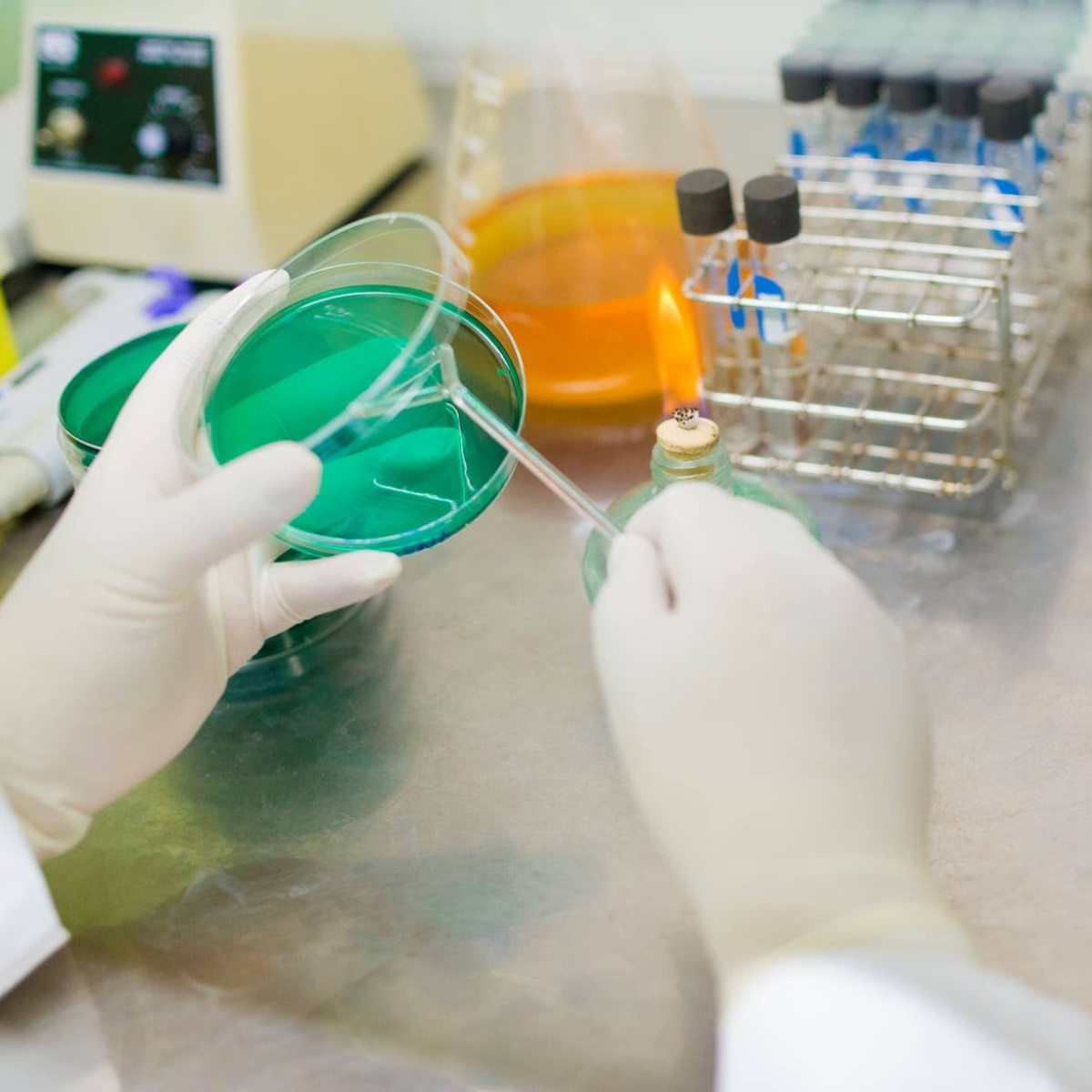 Giống tôm thẻ chân trắng - Ảnh 4