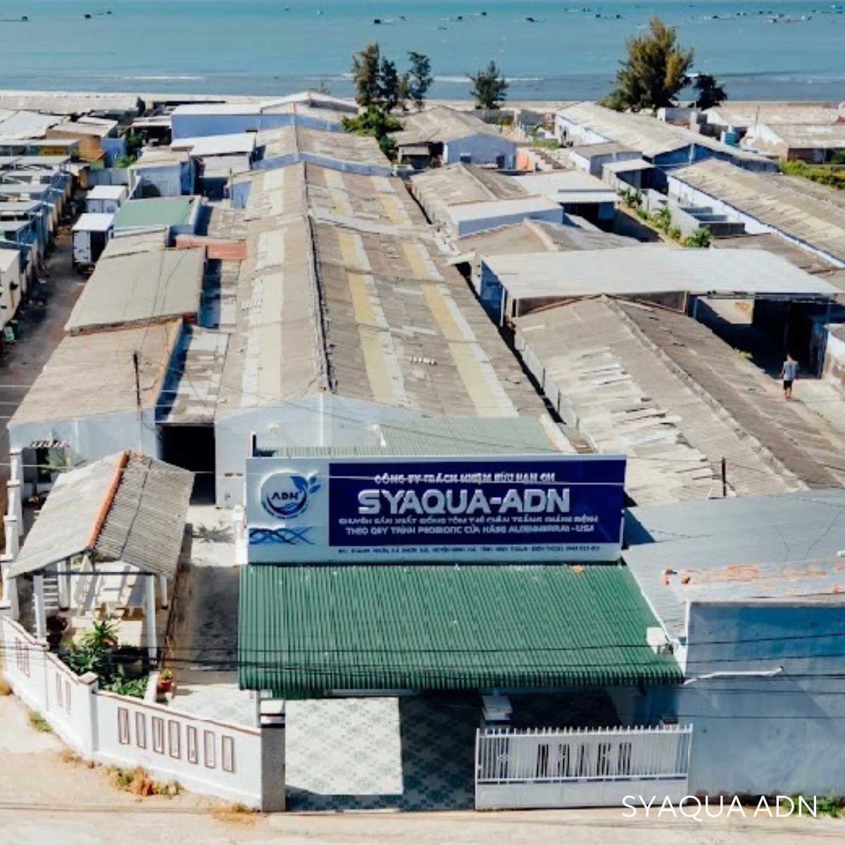 Giống tôm thẻ chân trắng - Ảnh 6