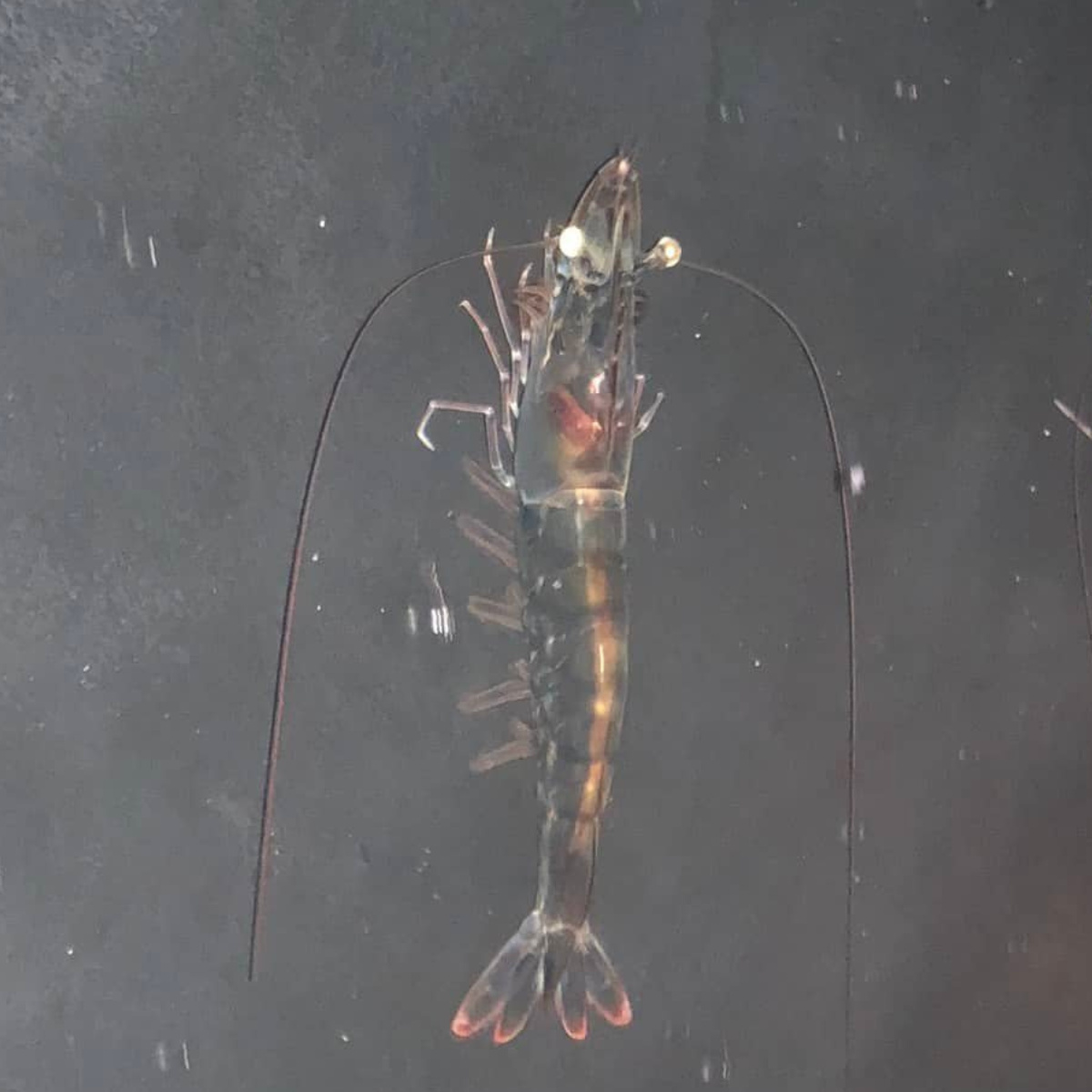 Giống tôm thẻ chân trắng - Ảnh 3