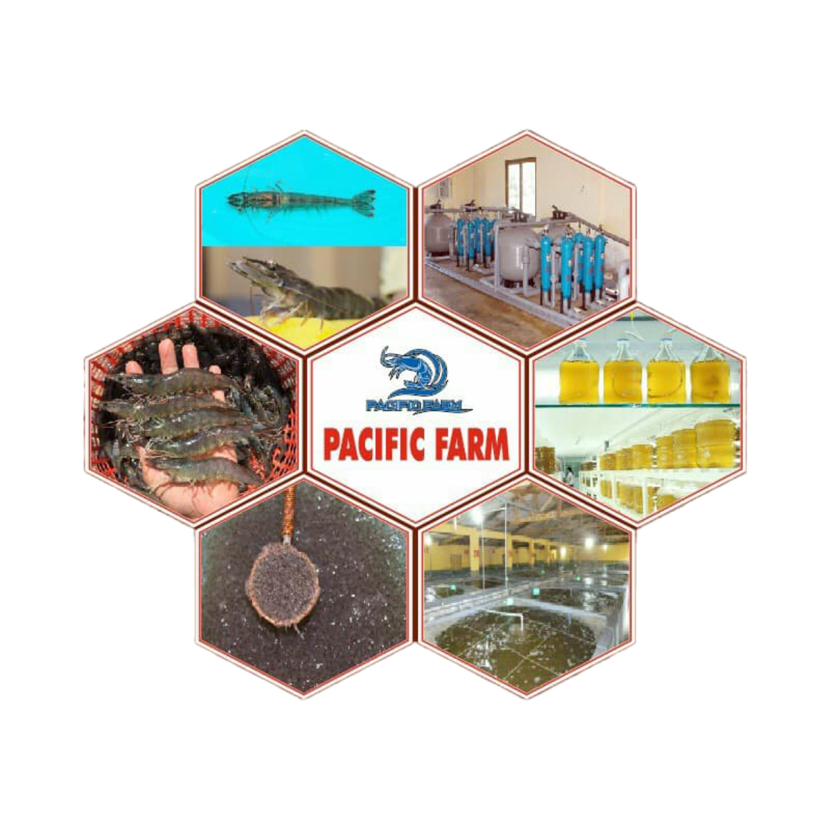 Giống tôm thẻ chân trắng - Ảnh 7