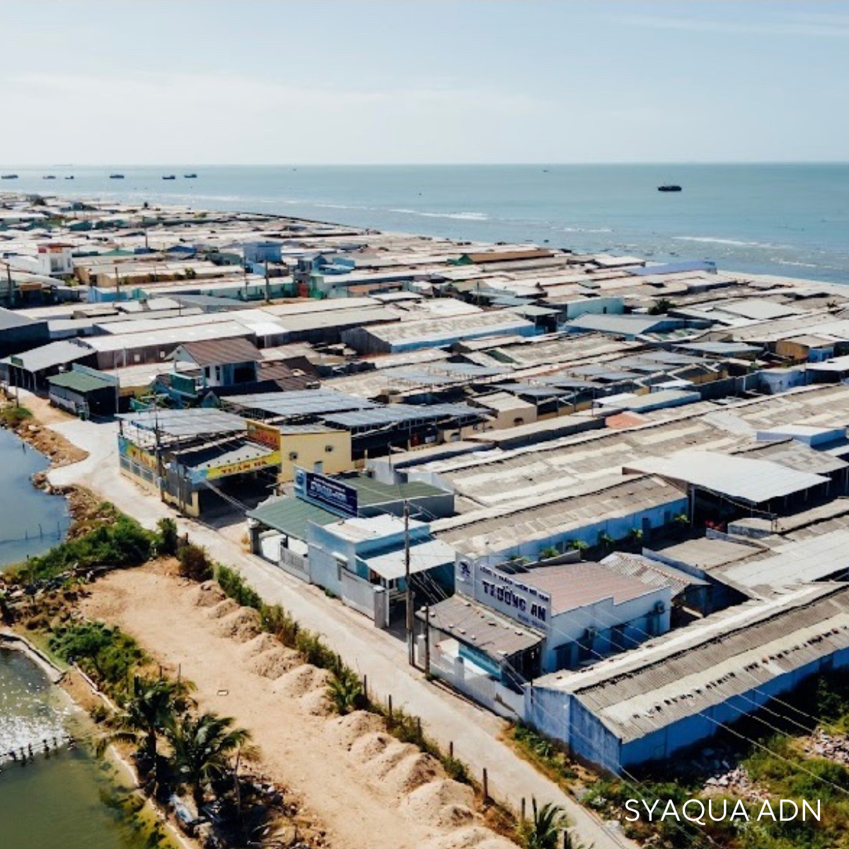 Giống tôm thẻ chân trắng - Ảnh 8