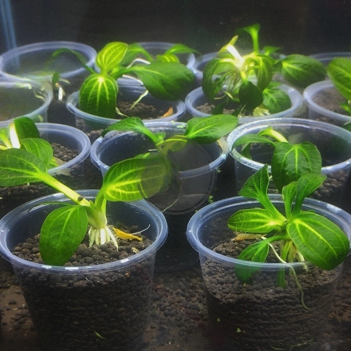 Trầu IGUAZU - Ảnh 2