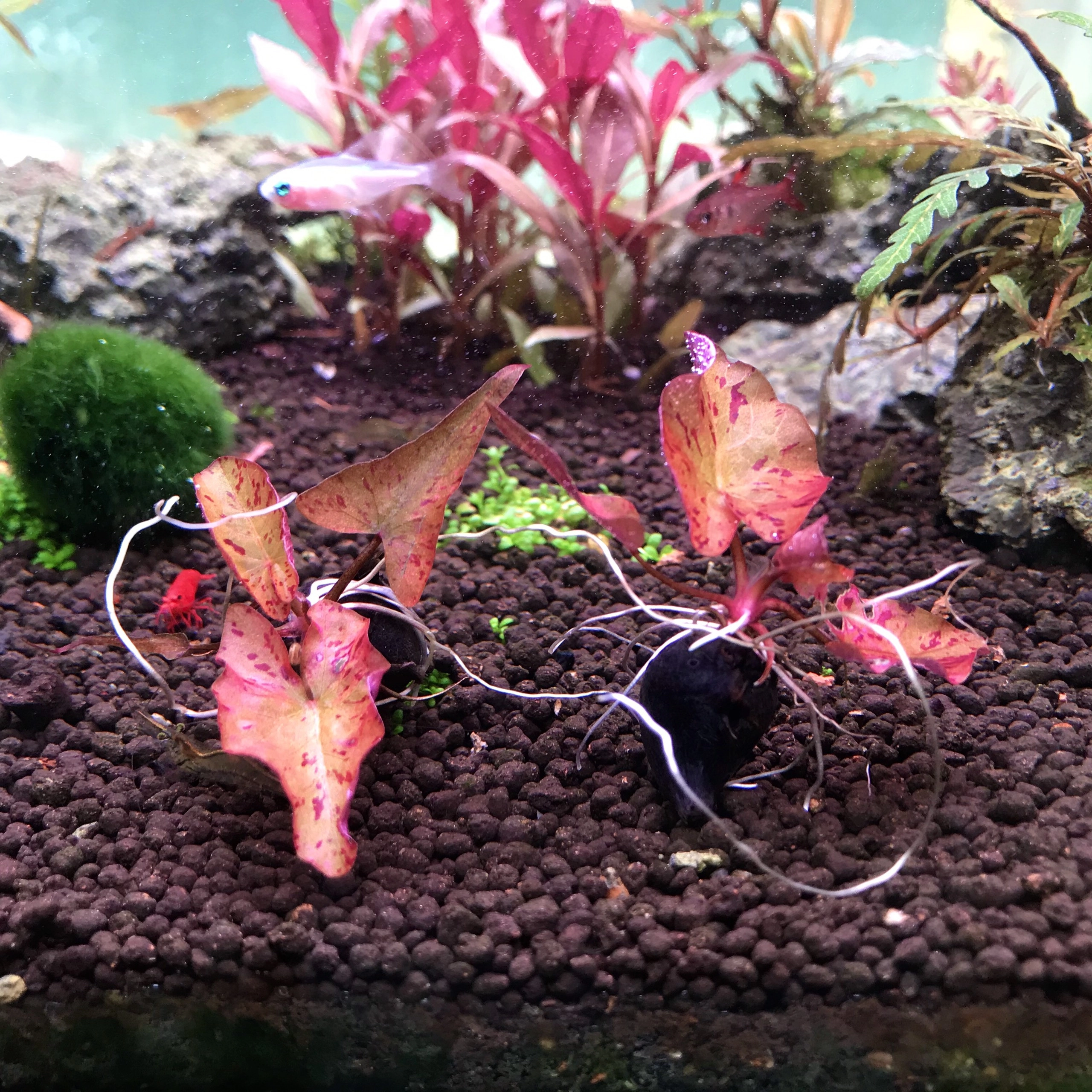 Cây thủy sinh Sen Tiger - Ảnh 2