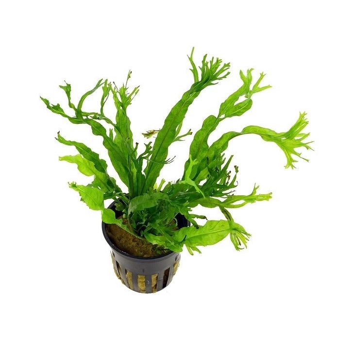 Cây Dương Xỉ Sừng Hươu - cây thủy sinh dễ trồng