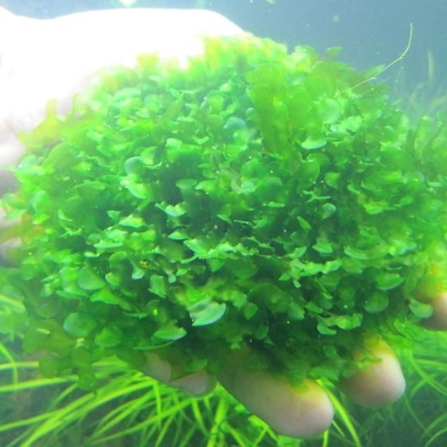 Rêu Pelia - Ảnh 3