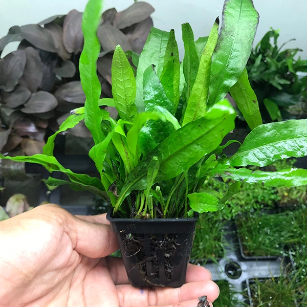 Cây thủy sinh - Ảnh 4