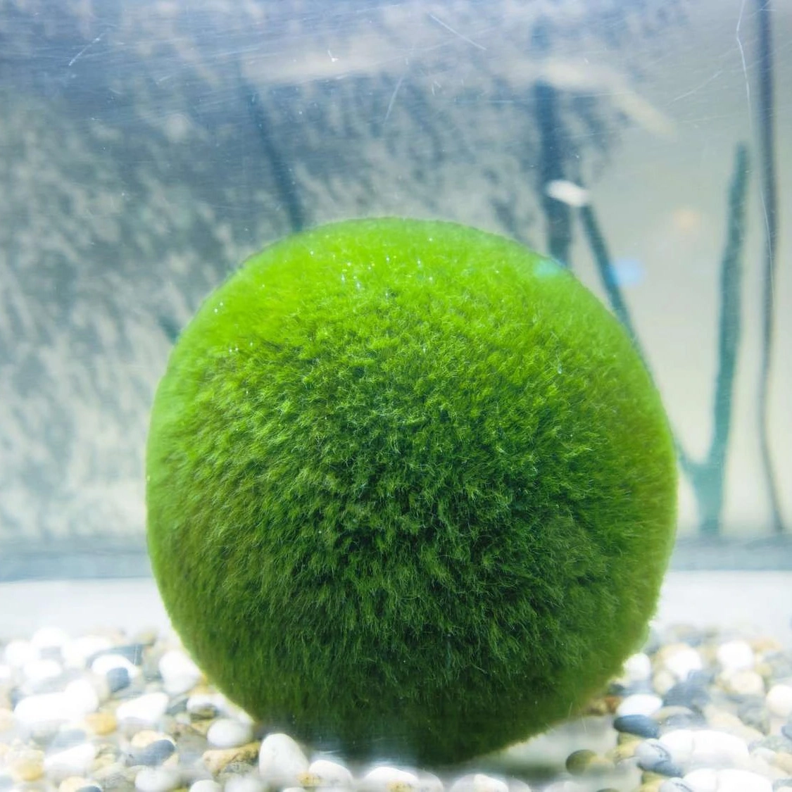 Tảo Cầu - Ảnh 2