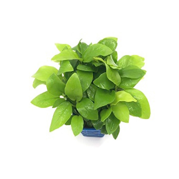Cây thủy sinh - Ảnh 12