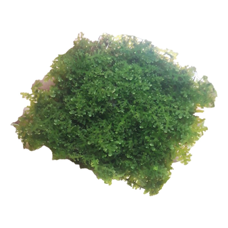 Rêu Pelia - Ảnh 4