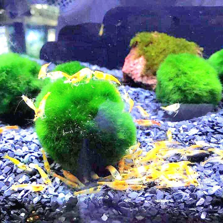 Tảo Cầu - Ảnh 3