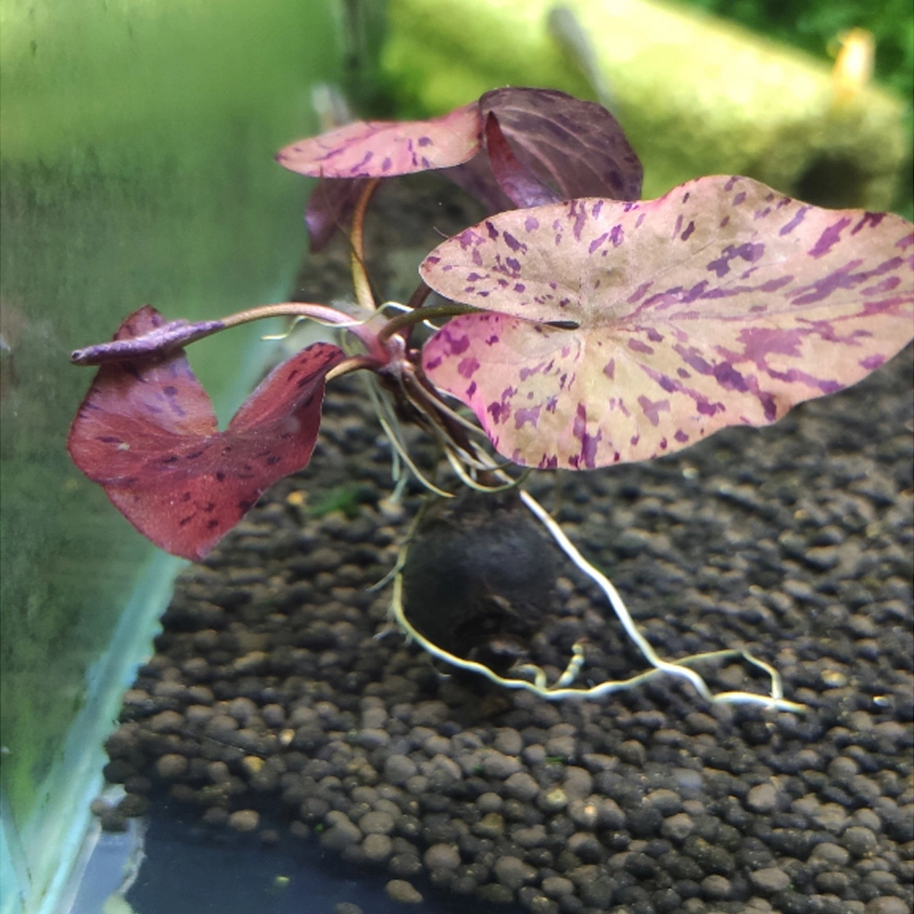 Cây thủy sinh Sen Tiger - Ảnh 4