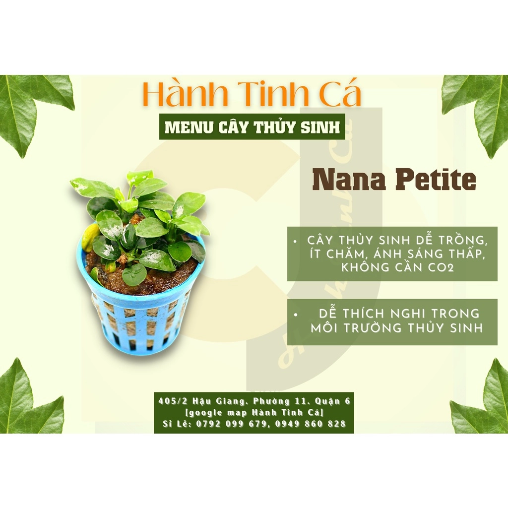 Cây thủy sinh - Ảnh 6