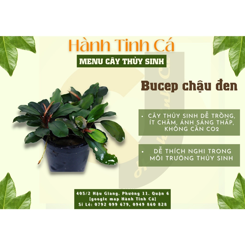 Cây thủy sinh - Ảnh 5