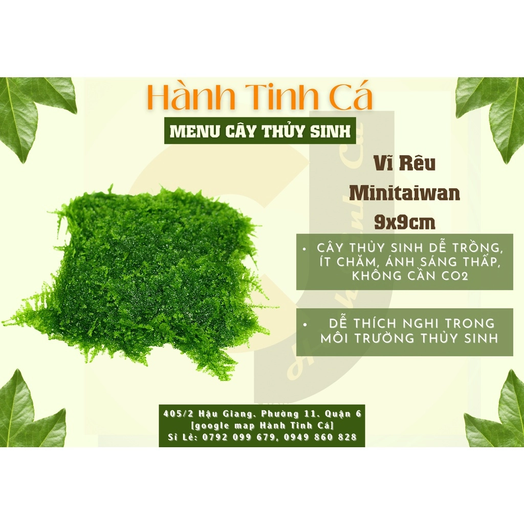 Cây thủy sinh - Ảnh 7