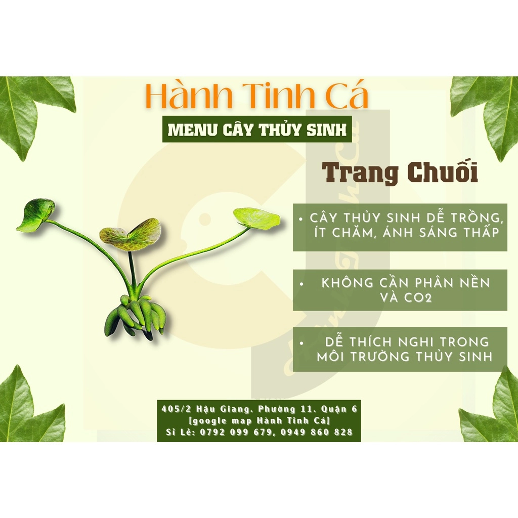 Cây thủy sinh - Ảnh 8