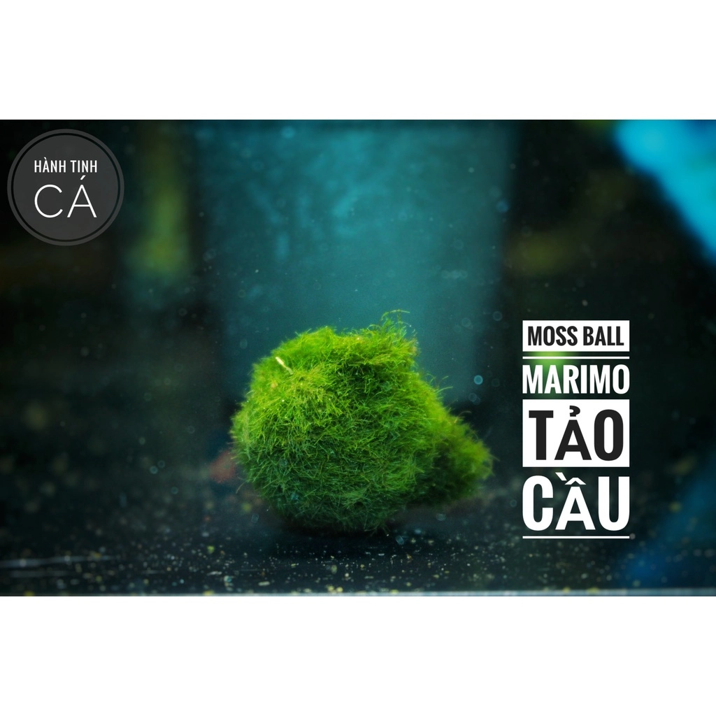 Cây thủy sinh - Ảnh 9