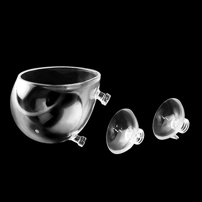 Cốc trồng cây thủy sinh - Ảnh 4