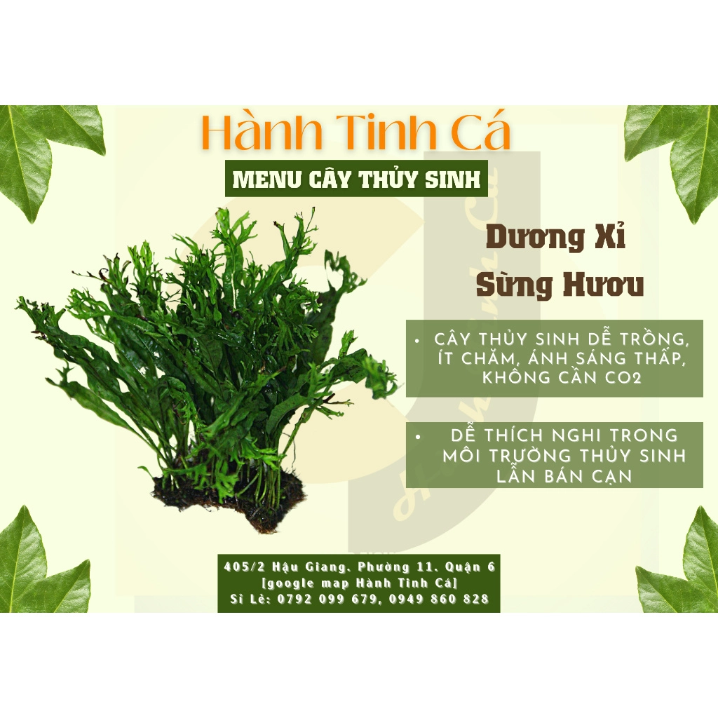 Cây thủy sinh - Ảnh 11