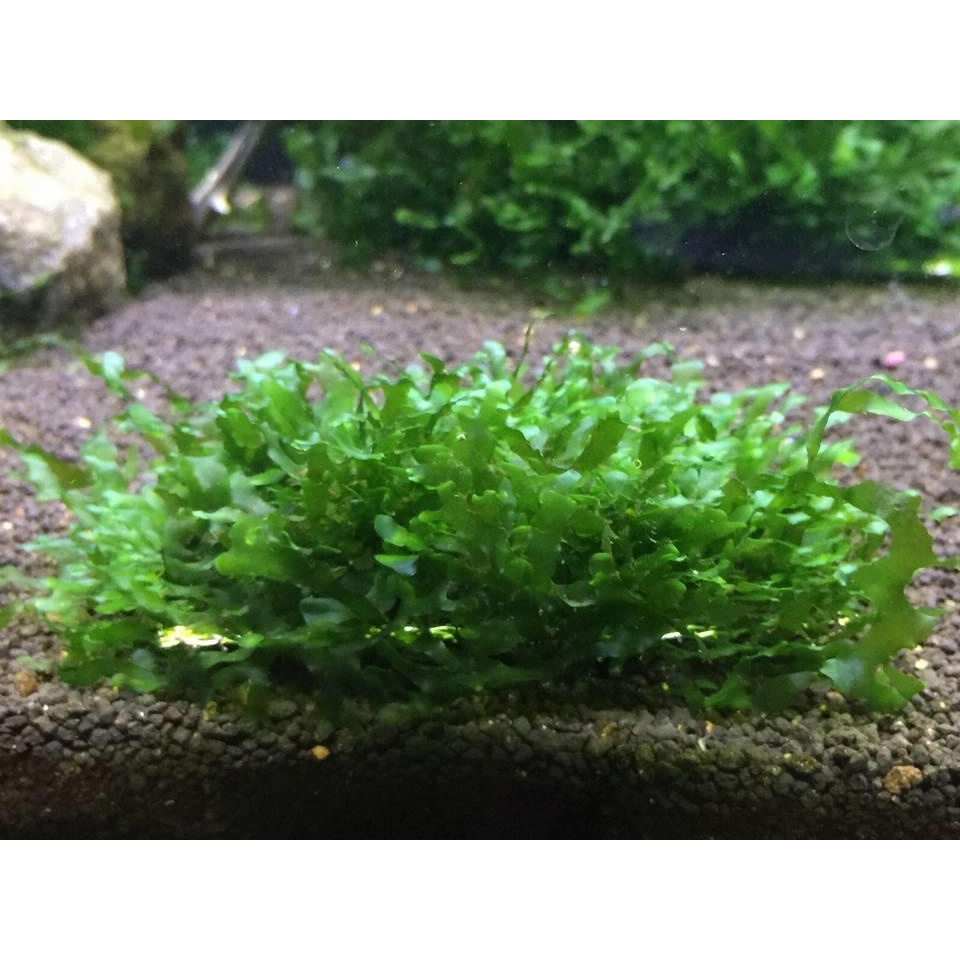 Rêu Pelia - Ảnh 5