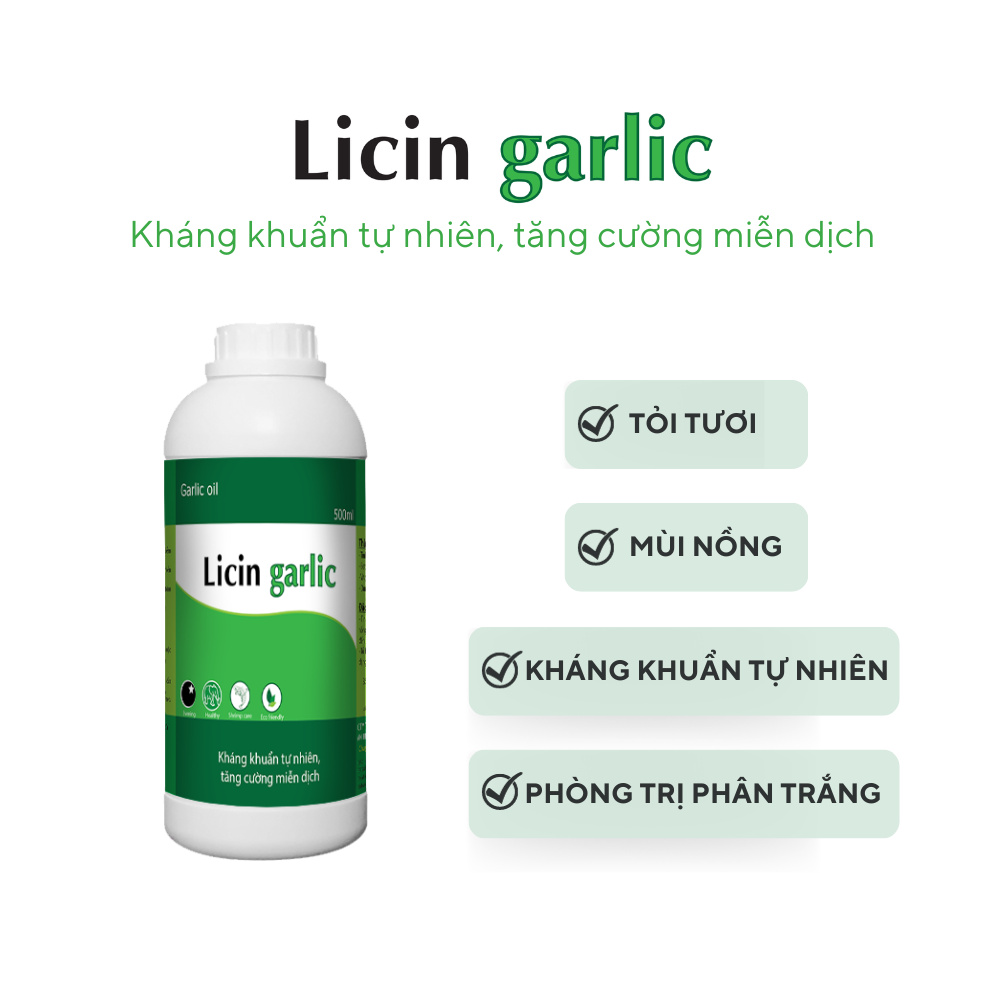 Tinh dầu tỏi Licin garlic - Ảnh 6