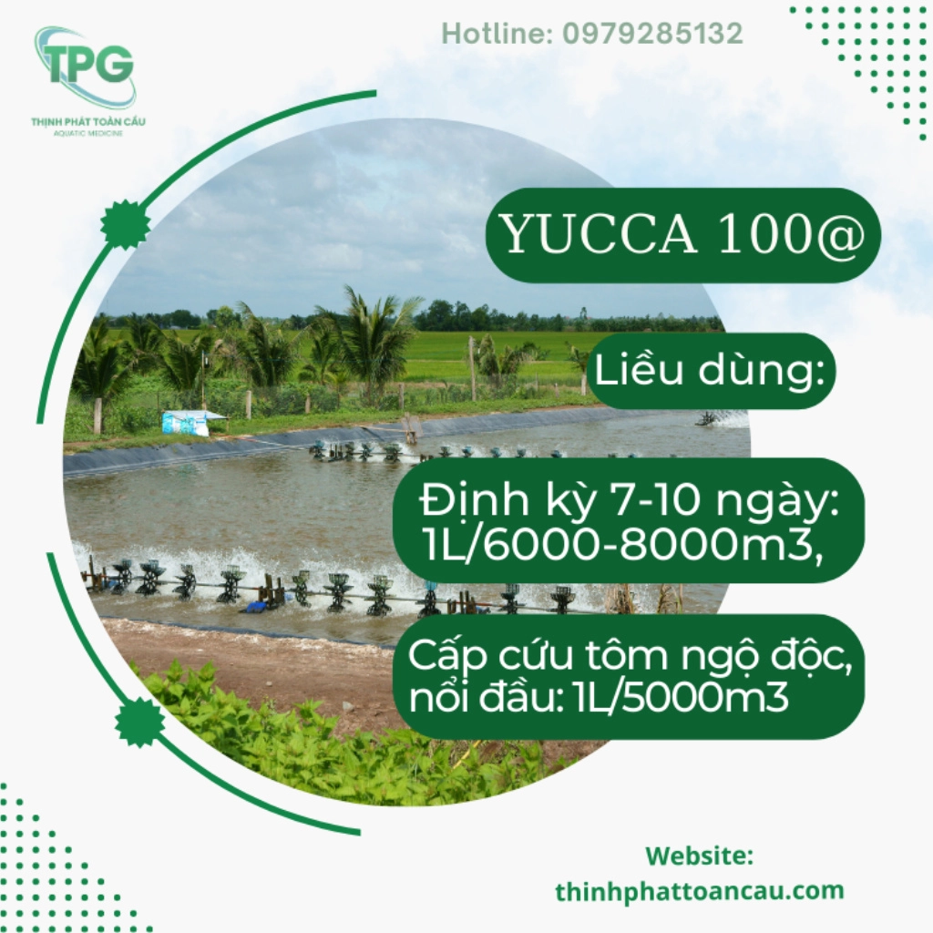 Yucca 100@ - Ảnh 4