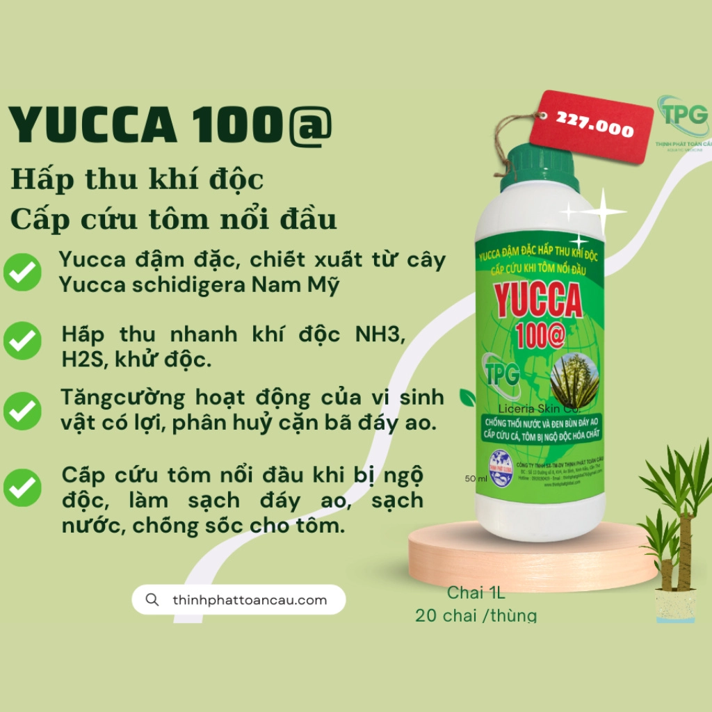 Yucca 100@ - Ảnh 5