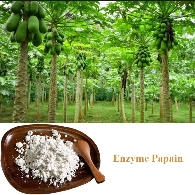 Enzym Papain - Biogreen - Ảnh 3