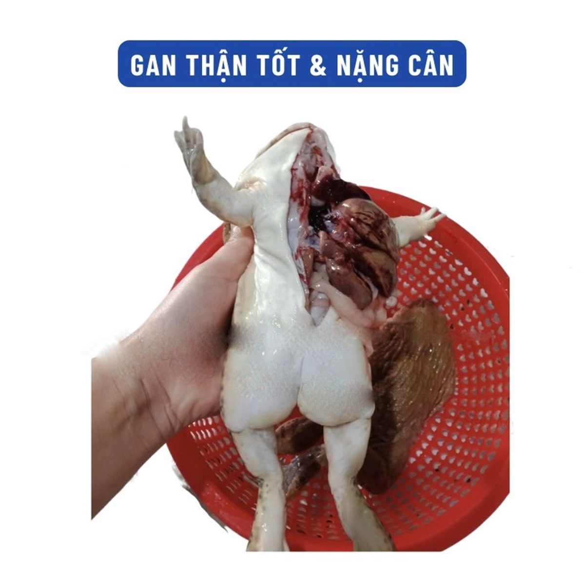 MP-VITAGAN - Ảnh 4