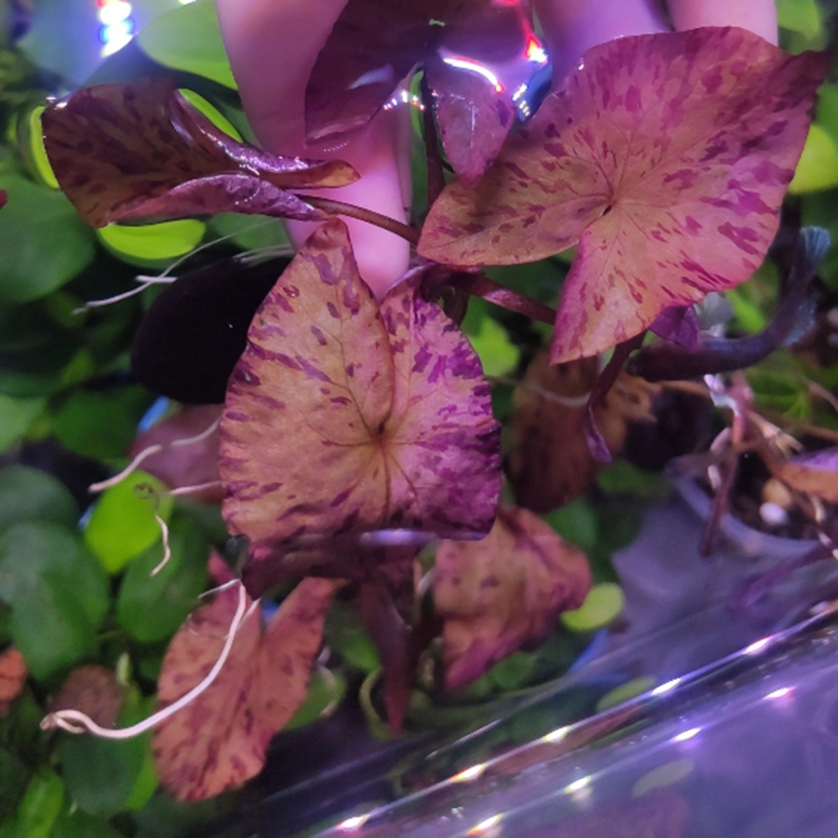 Cây thủy sinh Sen Tiger - Ảnh 4