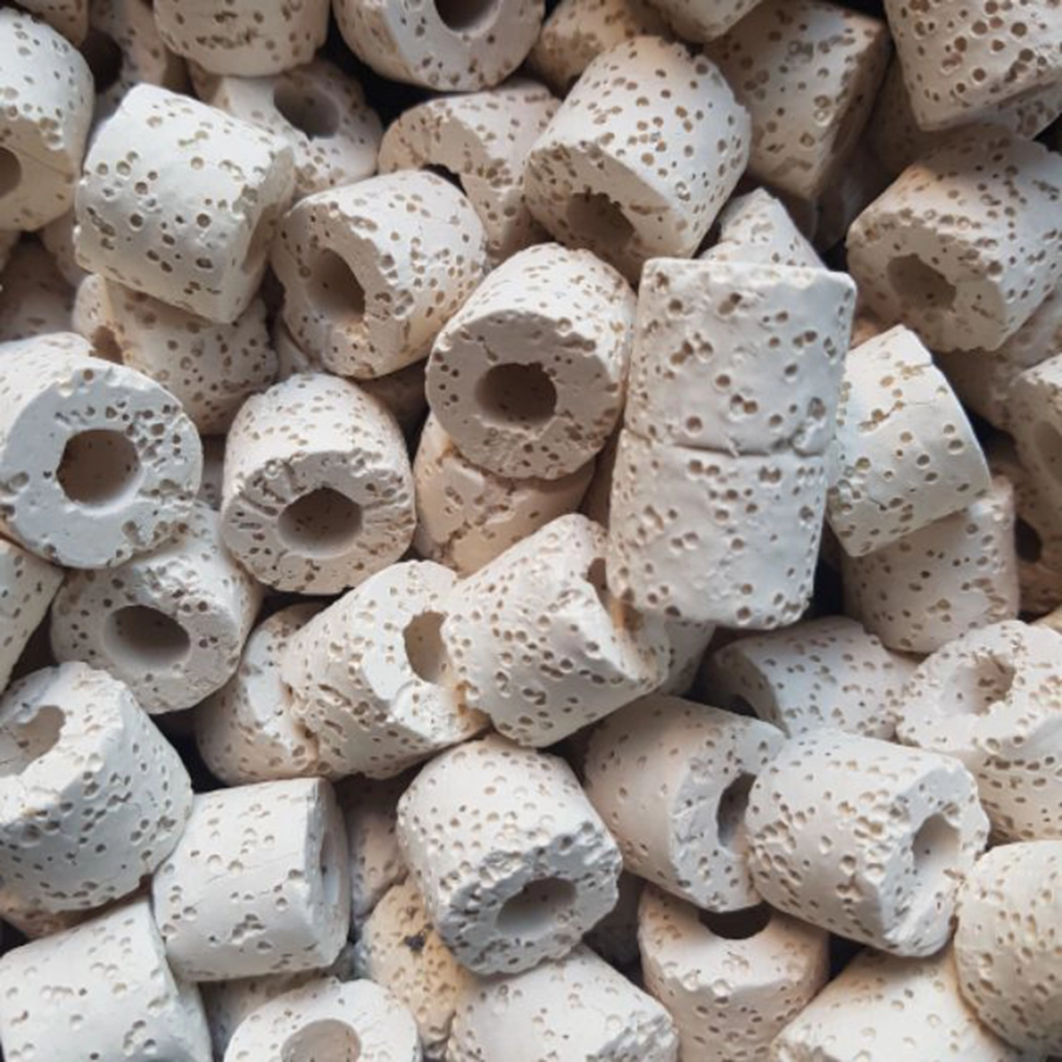 Sứ Nhẫn Trắng - Ảnh 3