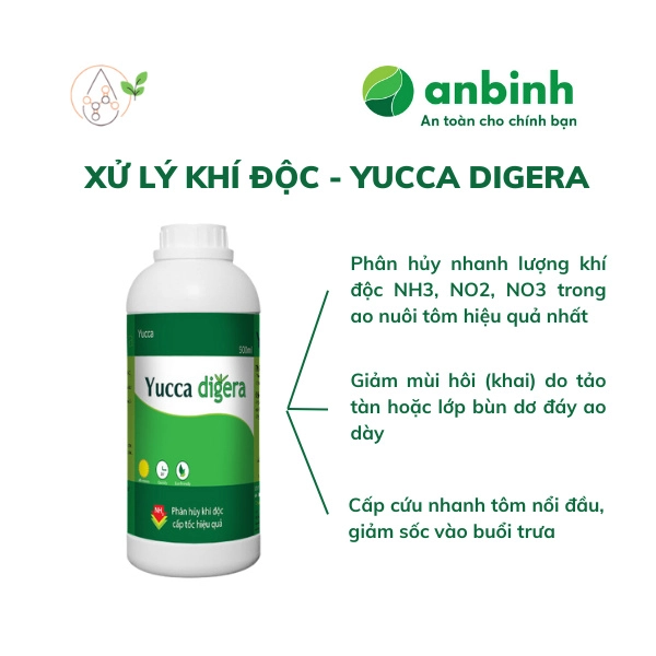 Yucca digera - Ảnh 3