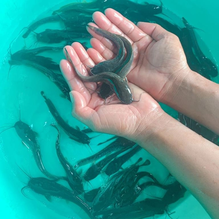 Giống cá trê - Ảnh 2