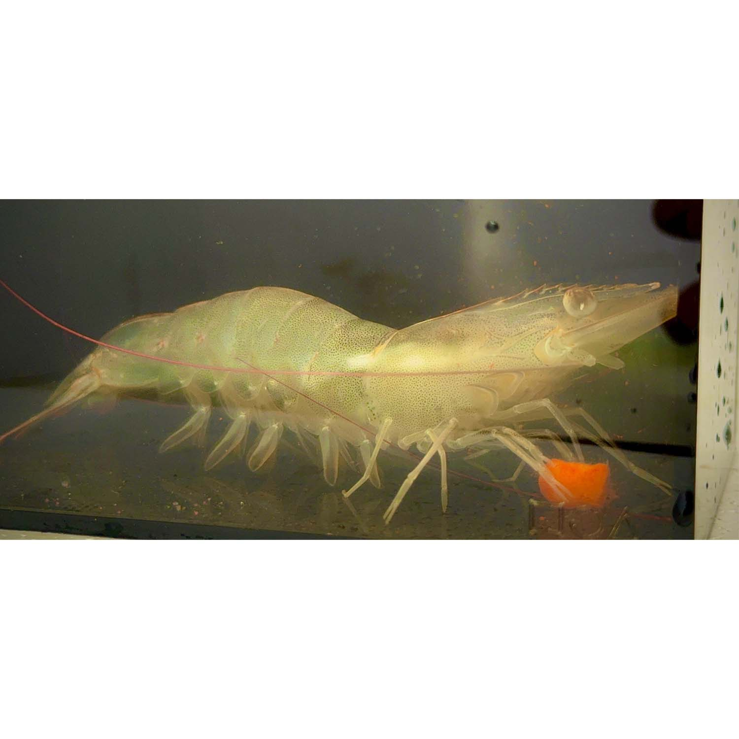 Mực làm giàu đông lạnh - Ảnh 4