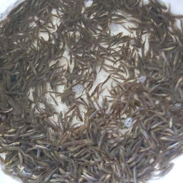 Cá lóc giống - Ảnh 3