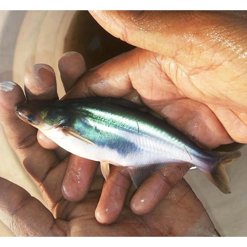 Giống cá tra - Ảnh 2