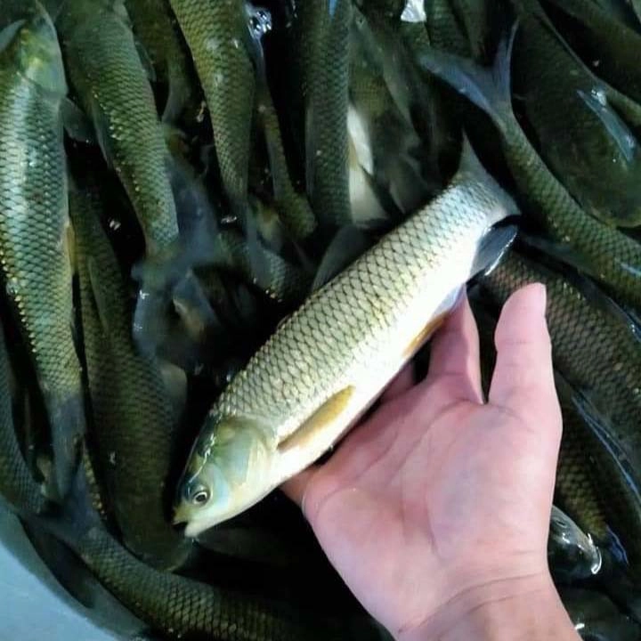 Cá chấm cỏ (Cá trắm cỏ) - Ảnh 2