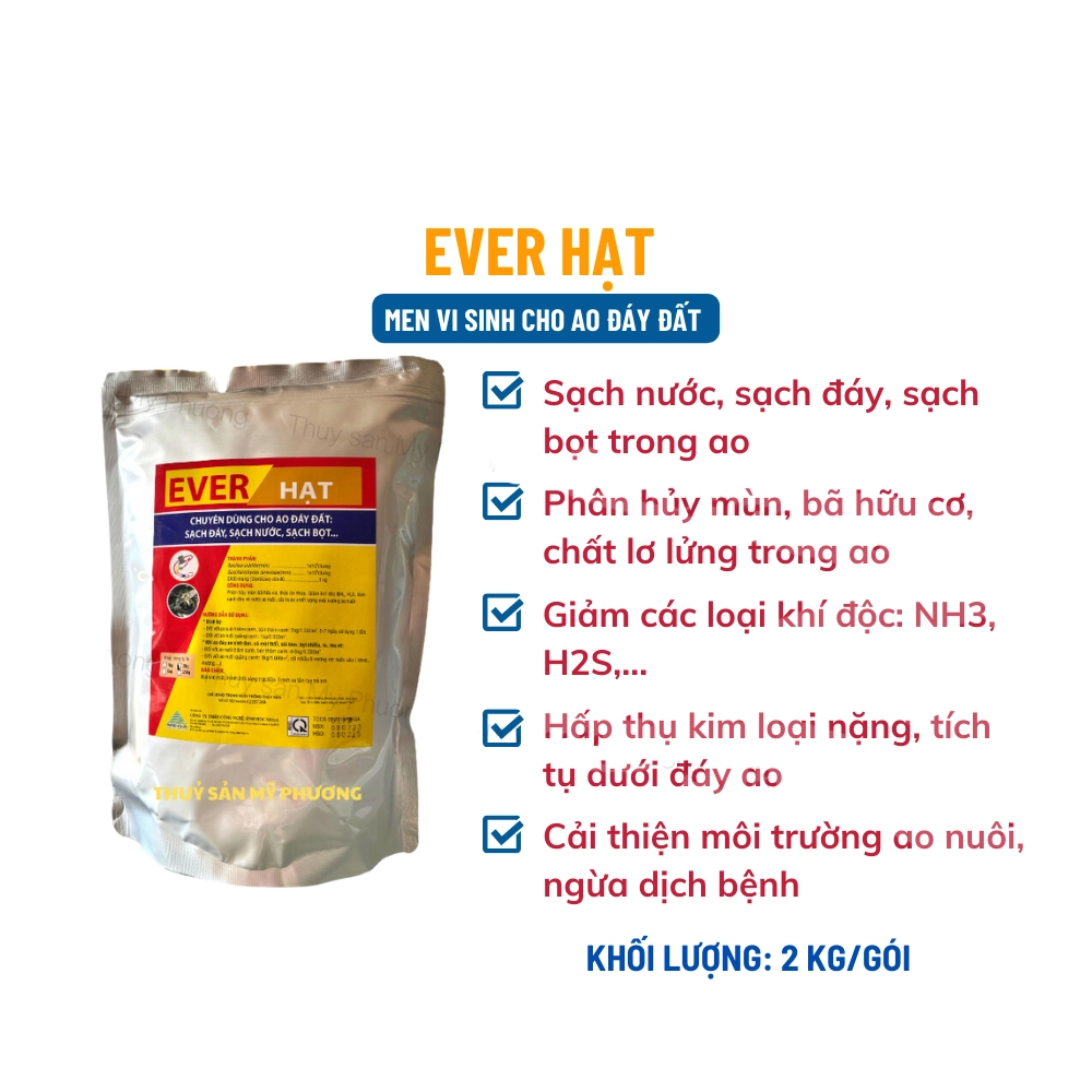 Ever - Ảnh 3