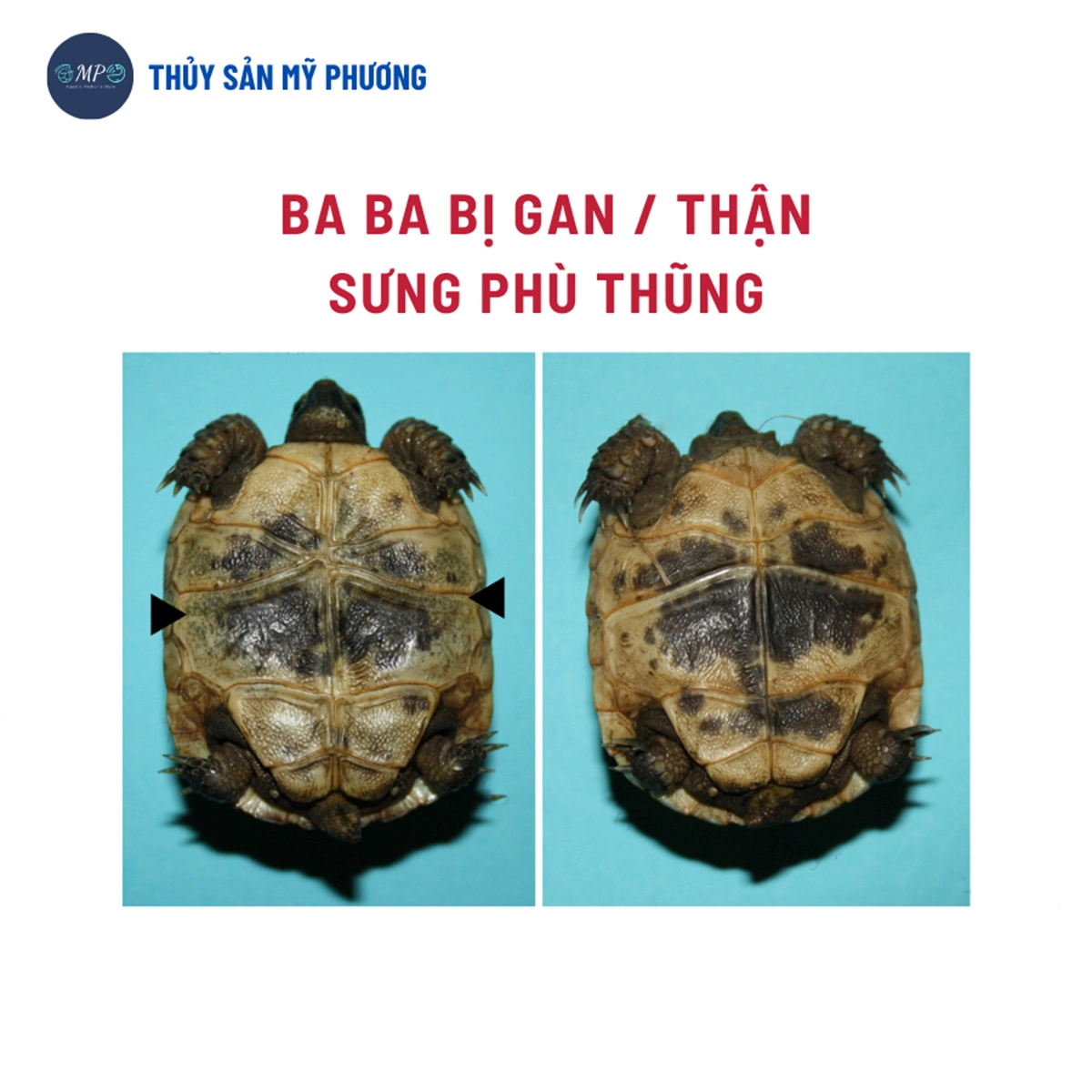 Oxytetra Oxytetracycline Hcl 99% kháng sinh ba ba - Ảnh 3