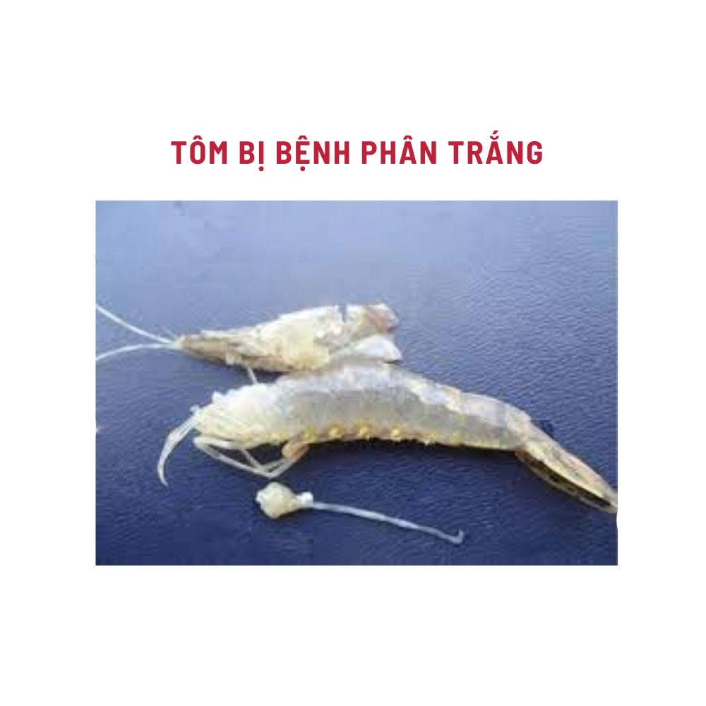 Laczyme Liquid - Ảnh 4