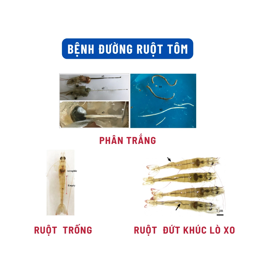 Active Pro - Ảnh 4