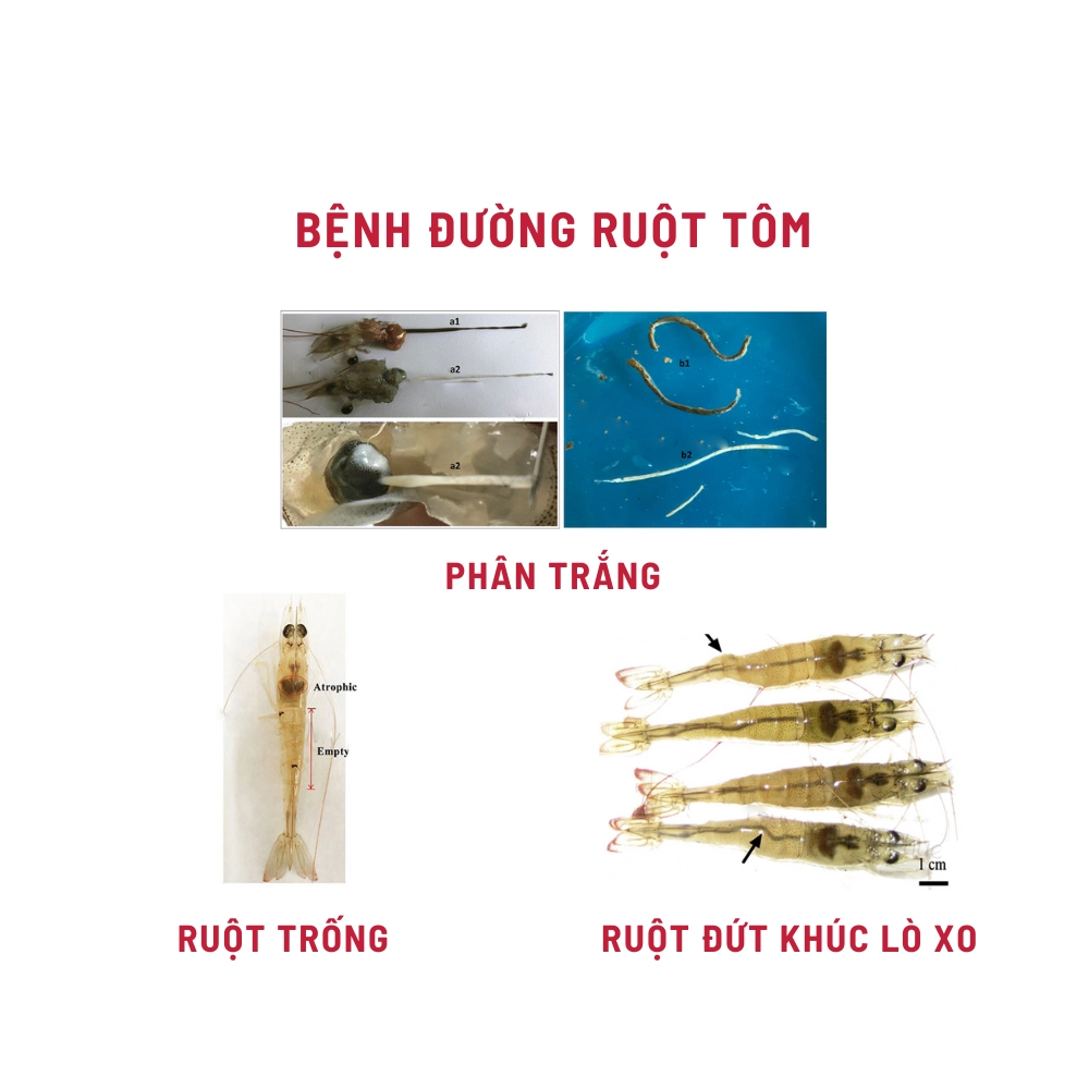 Laczyme Liquid - Ảnh 5